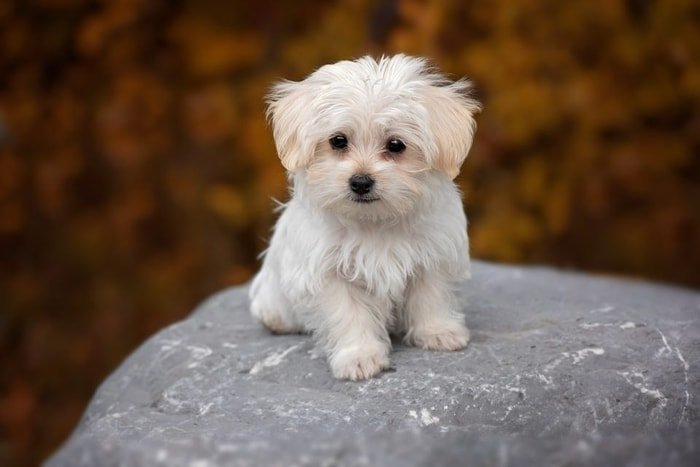 Maltese Shih Tzu