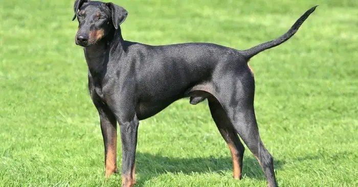 Manchester Terrier