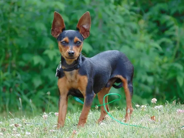 Miniature Pinscher