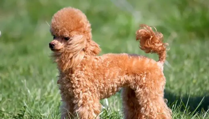 Miniature Poodle