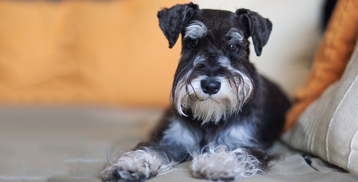 Miniature Schnauzer