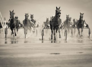 Most Popular Race Horse Breeds