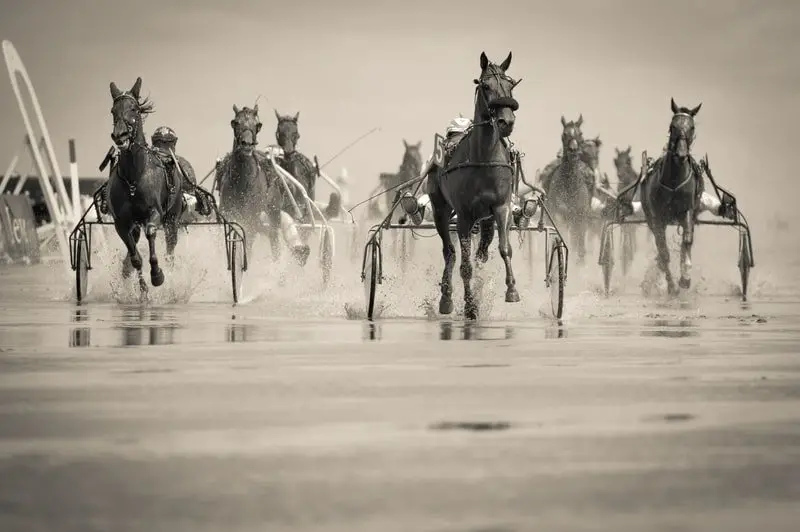 Most Popular Race Horse Breeds