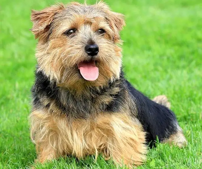 Norfolk Terrier