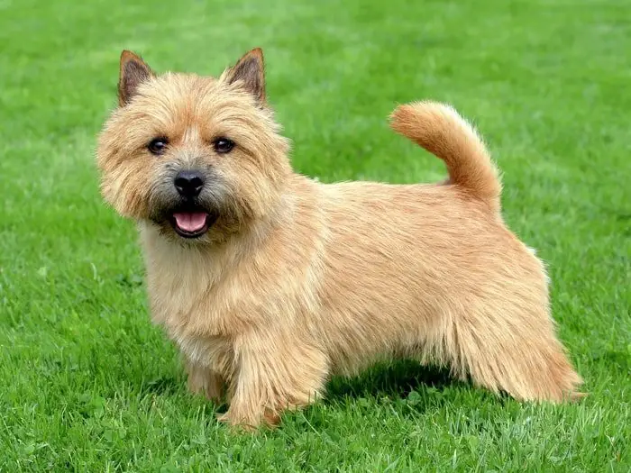 Norwich Terrier