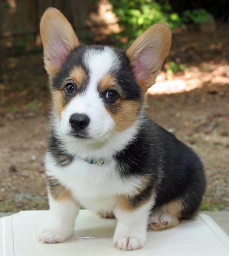 Pembroke Welsh Corgi