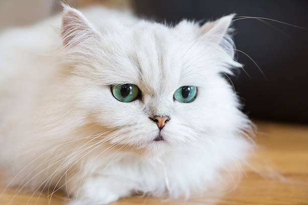 Persian Cat