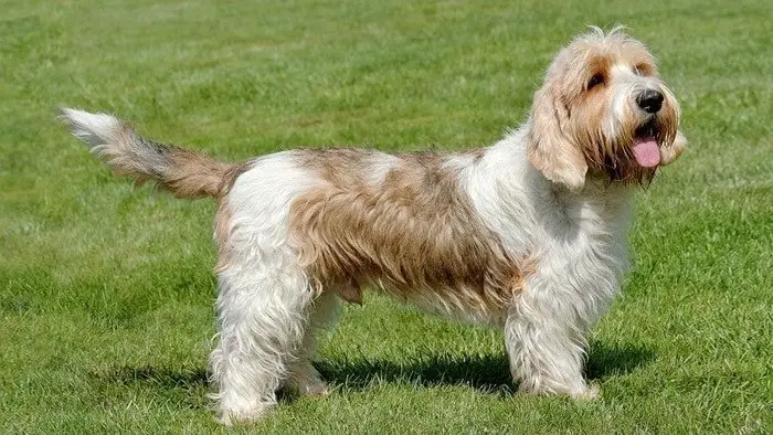 Petit Basset Griffon Vendeen