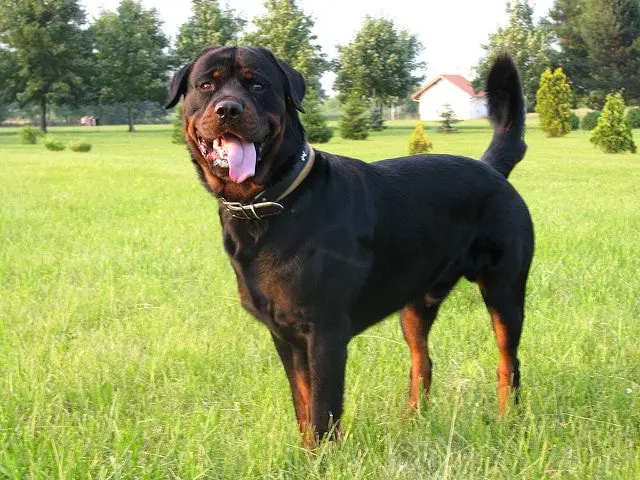 Physically Strong and Alert Dog