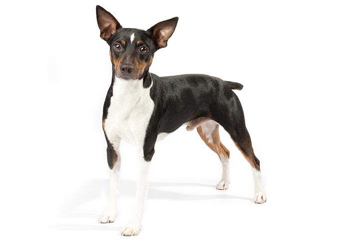 Rat Terrier