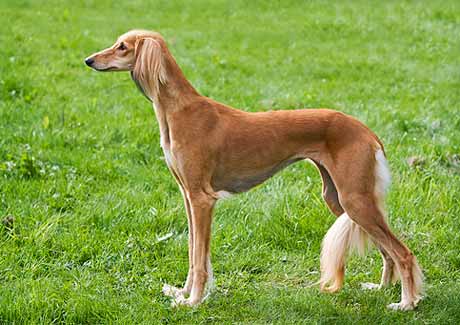 Saluki