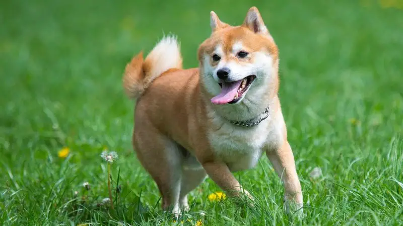 Shiba Inu