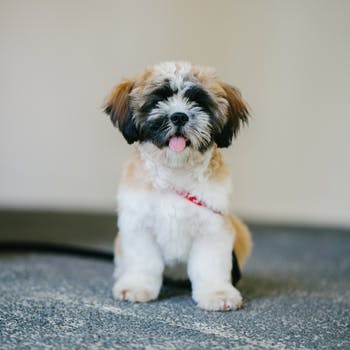 Shih Tzu