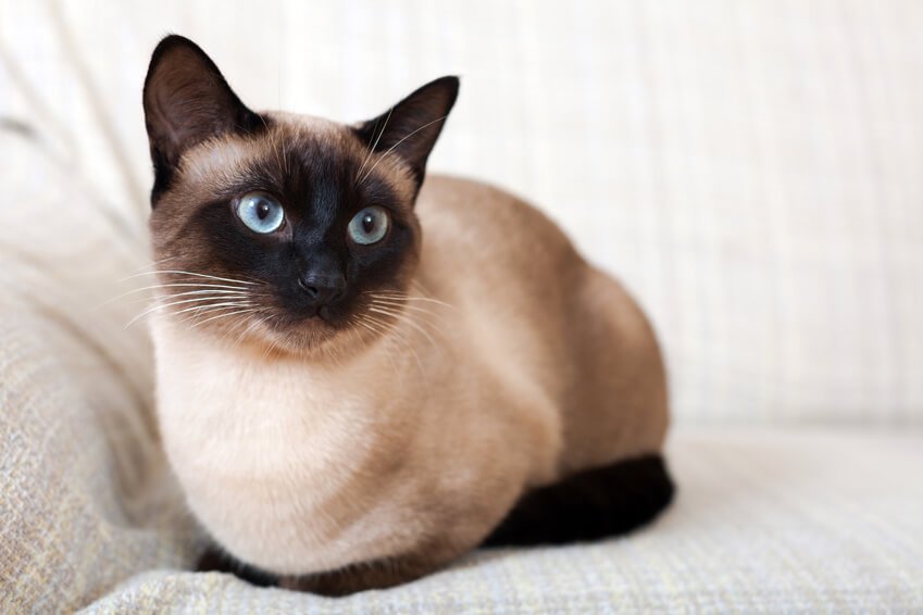 Siamese cat