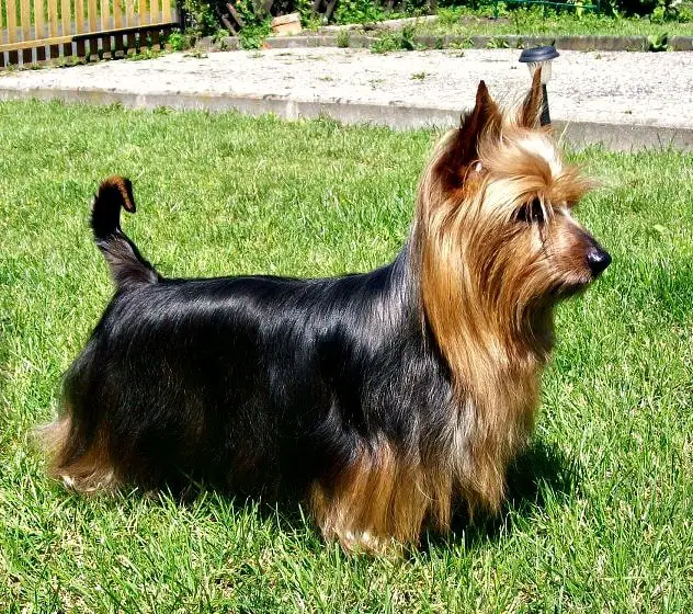 Silky Terrier