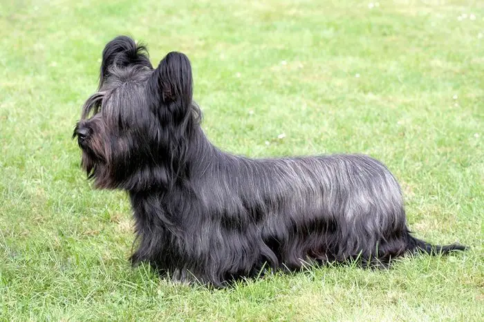 Skye Terrier