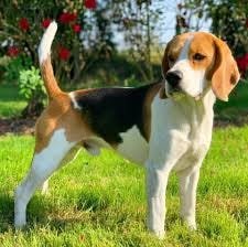 Small Dog Breeds- Beagle