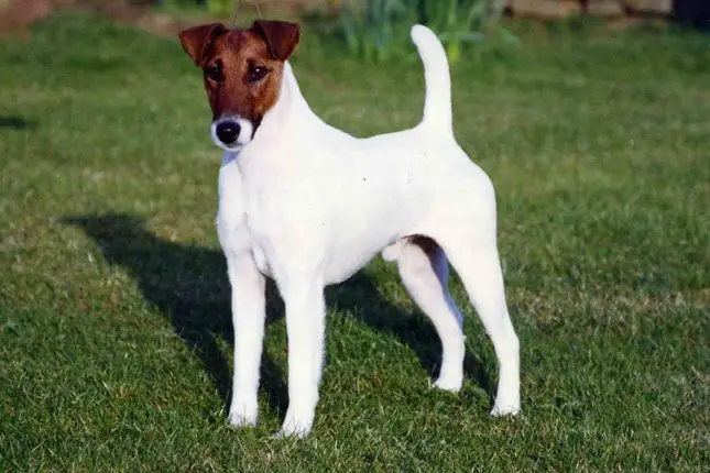 Smooth Fox Terrier