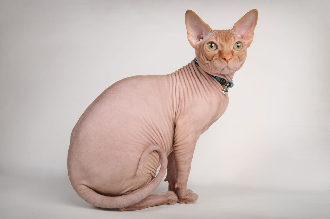 Sphynx cat