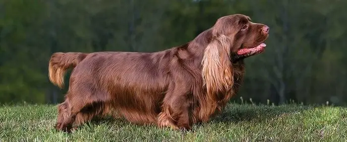 Sussex Spaniel