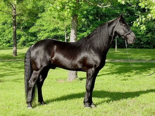 Tennessee Walker