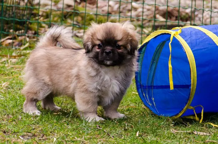 Tibetan Spaniel