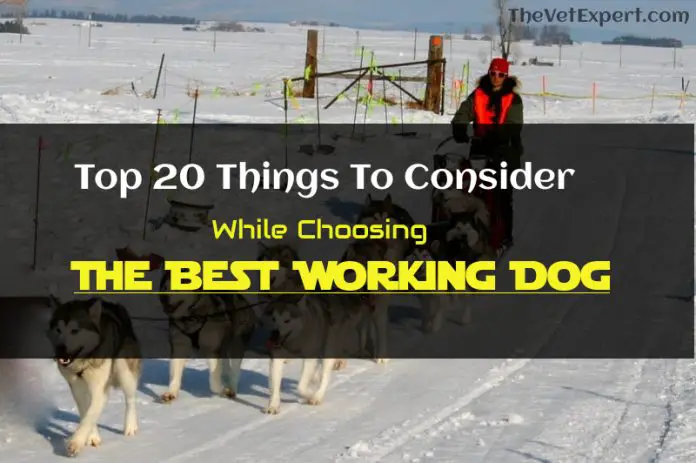 Top 20 Things To Consider While Choosing The Best Working Dog