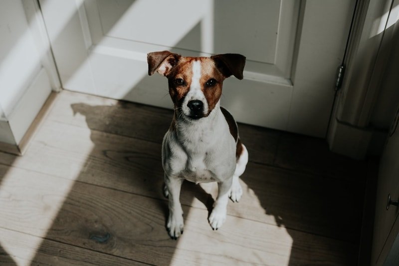 Toy Fox Terrier