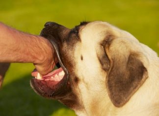 What To Do If Bitten By A Dog: Dog Bite Treatment and Prevention