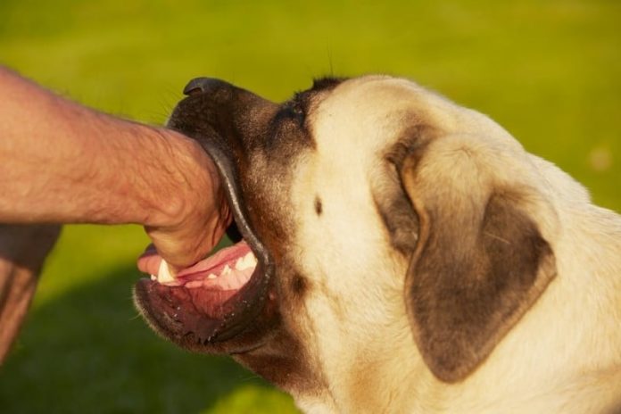 What To Do If Bitten By A Dog: Dog Bite Treatment and Prevention