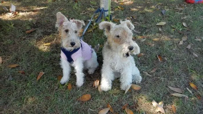 Wire Fox Terrier