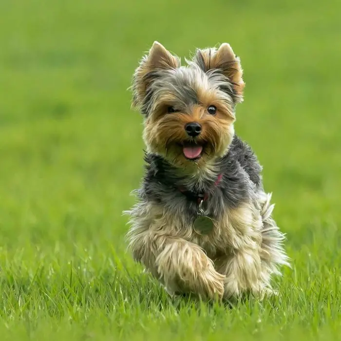 Yorkshire Terrier