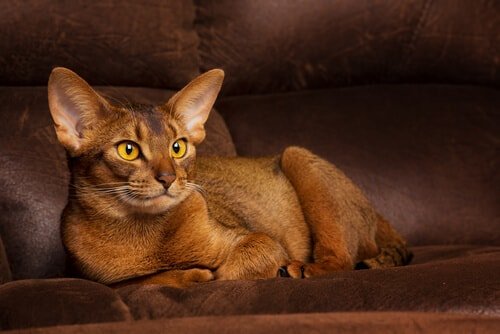 abyssinians_cats