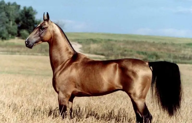 ahal_teke_horse