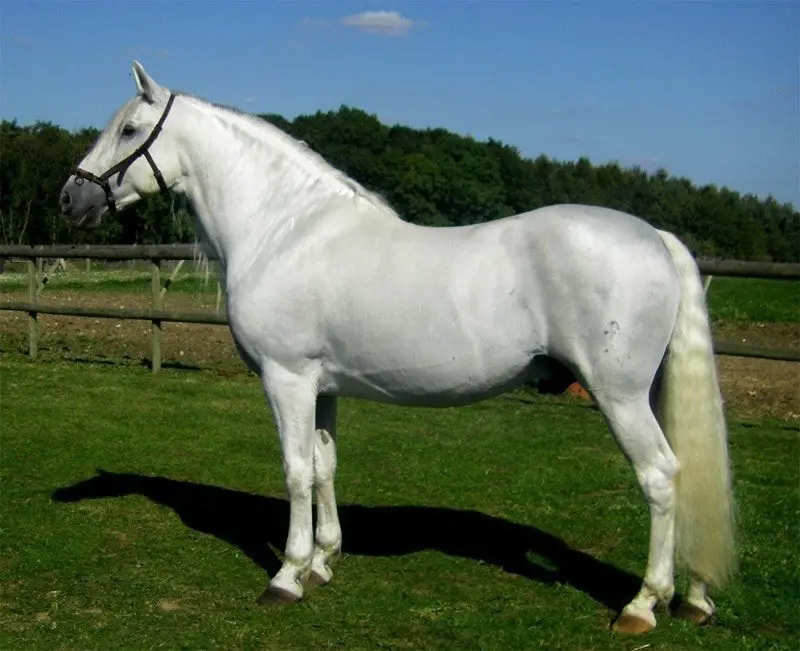 Andalusian Horse 