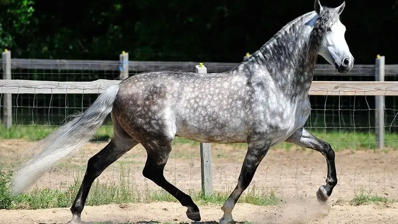 appaloosa_horse