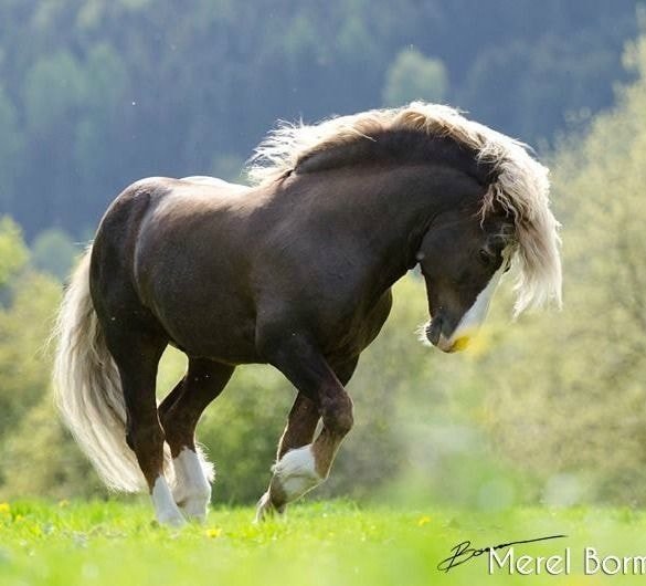 black_forest_horse