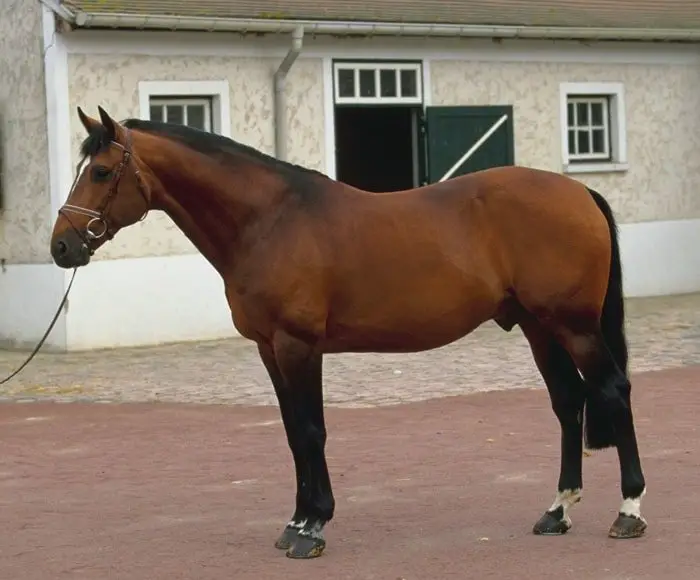 french_trotter