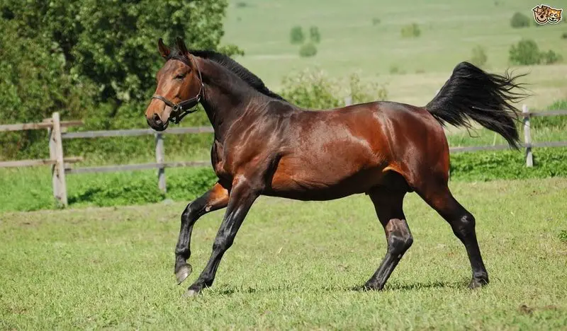 Hanoverian Horse