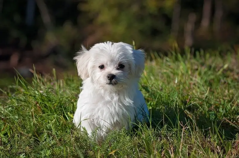 Hypoallergenic Dog Breed: maltese