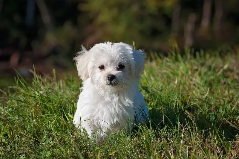 maltese