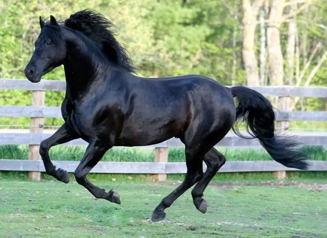 morgan_horse