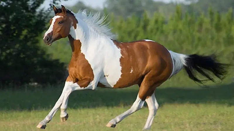 race-horse-breeds-paint-horse