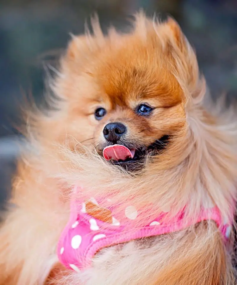 pomeranian