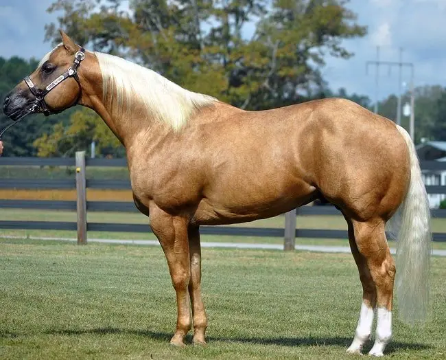 quarter_horse