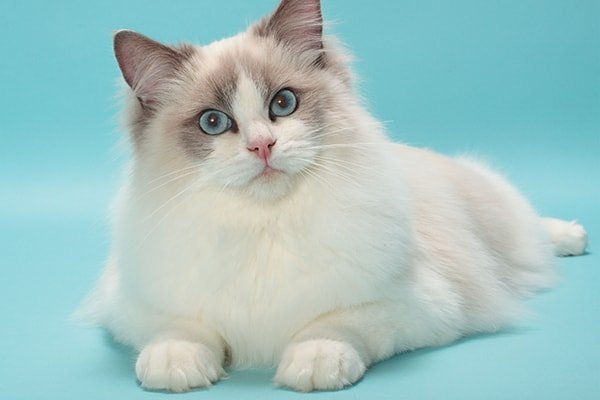 ragdoll