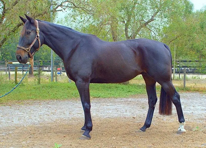 standardbred_horse