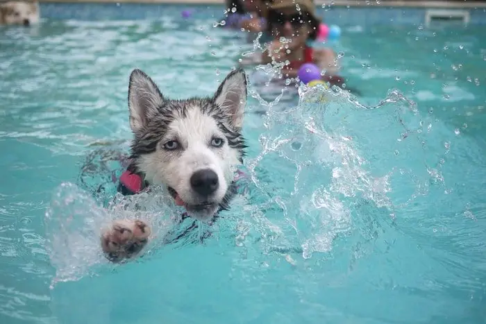 Bathe your dogs