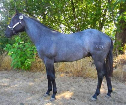 Blue Roan Horse