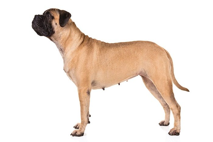 Bull Mastiff